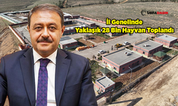 Vali Şıldak Açıkladı: Şanlıurfa'da Sokaklar Sahipsiz Hayvanlardan Temizlendi