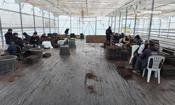 Şanlıurfa'da Çiftçilere Destek İçin 1 Milyon Fide Üretiliyor