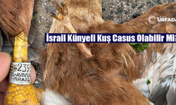 Şanlıurfa'da, İsrail Tel Aviv Künyeli Şahin Ölü Bulundu