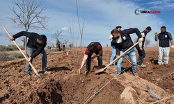 Şanlıurfa’da Üretilen 20 Bin Çınar Fidanı, Kenti Yeşillendirecek