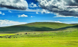 Burası California Sonoma Değil, Şanlıurfa