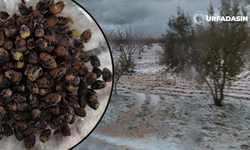 Şanlıurfa’da Dolu Fıstık Ağaçlarında Zarara Yol Açtı