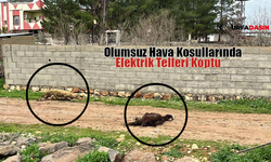 Şanlıurfa Ceylanpınar'da Yüksek Gerilim Faciası!