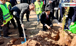 Şanlıurfa Akçakale'de Fidanlar Toprakla Buluştu