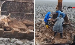 Viranşehir’de Çamura Saplanan İnek Böyle Kurtarıldı