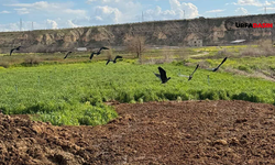 Kelaynak Kuşları Birecik'te Tarım Arazilerinde Böyle Görüntülendi