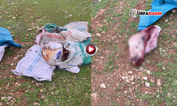Şanlıurfa'da Skandal Görüntü: Kesilmiş At Parçaları Bulundu