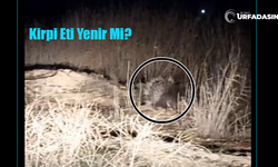 Şanlıurfa Suruç'ta "Kirpi Eti Yenir" Tartışması!