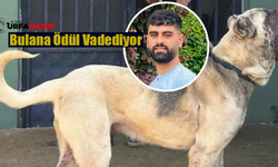 Şanlıurfalı Ali Aydın Kaybolan 'Can Dostu' Köpeğini Arıyor