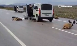 Siverek'te Aracın Çarptığı Sürüdeki 10 Koyun Telef Oldu