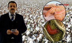 Şanlıurfa’da Pamuk Yetiştiricilerine Pembekurt Zararlısı Uyarısı