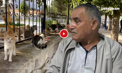 Reşit Kaya Vefat Etti Suruç Aligör'deki Kediler Yetim Kaldı