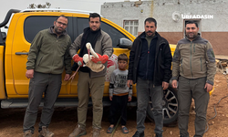 Şanlıurfa'da Baharın Habercisi Leylek Yaralı Halde Bulundu