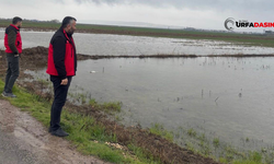 Şanlıurfa'da Sağanak Yağışlar Tarımsal Alanlarda Zarara Yol Açtı