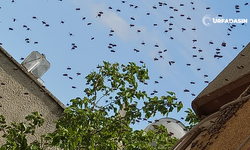 Şanlıurfa’da Binayı Bal Arıları Bastı Mesken Sakinleri Tedirginlik Yaşadı