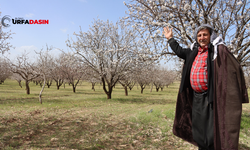 Şanlıurfa Badem Üretiminde Türkiye İkincisi