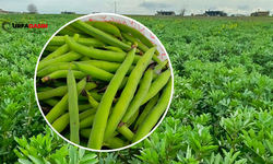 Şanlıurfa Harran'da Şimdi Bakla Hasadı Zamanı
