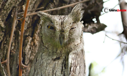 Beklenen Çizgili İshak Kuşu Birecik'e Döndü