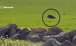 Viranşehir’de Tarlaya Giden Çiftçi Yaban Domuzuyla Karşılaştı