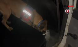 Şanlıurfa'da Zehir Sevkiyatını Hassas Burun Köpeği Önledi: 2 Gözaltı