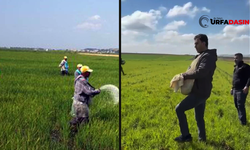 Şanlıurfa’da Aşırı Yağışlar Çiftçiyi Eski Yönteme Döndürdü