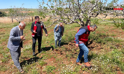 Şanlıurfa Bozova'da Fıstık Bahçelerini Dolu Vurdu