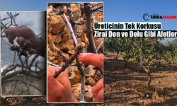 Şanlıurfa’da Yağışlar Fıstık Ağaçlarına Can Suyu Oldu Rekolte Beklentisi Arttı