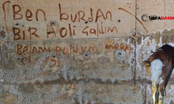 Şanlıurfa'da Hırsızın: "Ben Buradan Bir Dana Çaldım, Belamı Buldum" Notu Şaşırttı