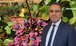 Prof. Dr. İzzet Açar’dan Fıstık Üreticilerinin Yüreğine Su Serpen Açıklama