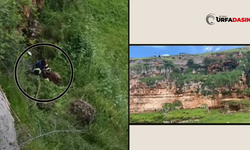 Şanlıurfa'da Yılanın Soktuğu Keçi Uçurumda Mahsur Kaldı, Nefes Kesen Operasyonla Kurtarıldı