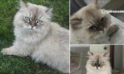 Şanlıurfa'da Kaybolan Bu Pissiği Bulana 5 Bin Lira Ödül Var