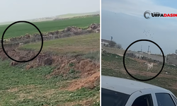 Şanlıurfa Akçakale'de Sokak Köpekleri Sürü Halinde Dolaşıyor