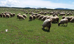 Şanlıurfa'da Hayvancılıkla Uğraşanlara Müjde: Küçükbaş Hayvan Desteği Projesi Başladı