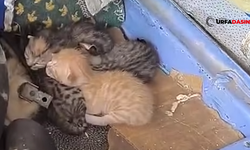 Şanlıurfa'da Anne Kedi Bakın Nerede Doğum Yaptı