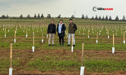 Şanlıurfa TİGEM'de Kurulan Dev Zeytin Plantasyonunda Fidan Dikimleri Tamamlandı