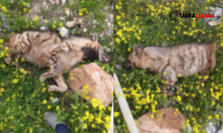 Şanlıurfa'da Aracın Çarptığı Sırtlan Telef Oldu