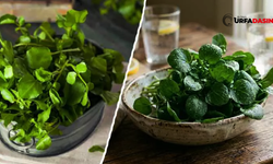 Şanlıurfalılar da Bunu Çok Tüketiyor Göz Sağlığını Destekliyor, Kalbi Koruyor