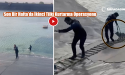 Şanlıurfa Hilvan'da Tilki Kurtarma Operasyonu!