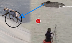 Şanlıurfa'da Sulama Havuzuna Düşen Tilki Böyle Kurtarıldı