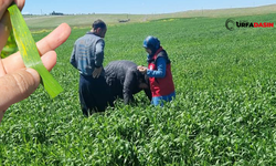 Şanlıurfa'da Nisan Yağmurları Çiftçileri Endişelendiriyor