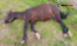 Şanlıurfa'da Yıldırım İsabet Eden At Telef Oldu