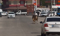 Burası Hindistan Değil, Şanlıurfa!