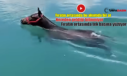 Fırat Nehrinin Ortasında Akıntıya Kapılan Atın Zor Anları !