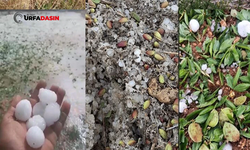 Bozovalı Çiftçilerden Oluşan Zarar Nedeniyle "Afet Bölgesi" Çağrısı