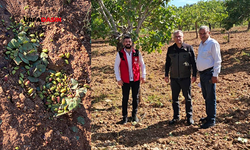 Şanlıurfa'da Dolunun Vurduğu Bahçelerde Hasar Tespiti Devam Ediyor