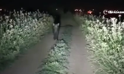 Domuzlar, Harran Ovasına İndi, Böyle Poz Verdi !