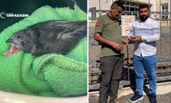 Şanlıurfa Birecik'te Bitkin Halde Bulunan Ebabil Kuşu Tedavi Altına Alındı