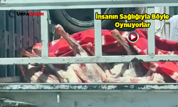 Şanlıurfa'da Kesilmiş Hayvanlar Kasaba Pikap İçerisinde Götürüldü