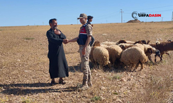 Şanlıurfa'da Kaybolan 17 Koyunu Jandarma Bularak Sahibine Teslim Etti