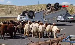 Şanlıurfa'da Kurbanlık Yüklü Kamyonet Devrildi: 1 Ölü, 1 Yaralı